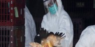 كوريا الجنوبية: إعدام 6 ملايين دجاجة لمنع تفشي إنفلونزا الطيور