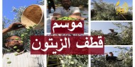 فيديو وصور|| بدء موسم حصاد "الزيتون" في غزة وسط تفاؤل بوفرة الإنتاج