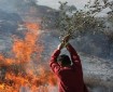 مستوطنون يحرقون أشجار زيتون في الخليل
