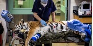 فريق طبي يجري جراحتين لأنثى نمر تعاني من التهاب في المفاصل