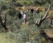 مستوطنون يقطعون أشجار زيتون معمرة جنوب نابلس